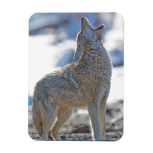 USA, Wyoming, Yellowstone National Park, Coyote Magnet