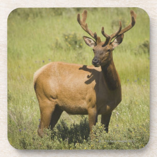 USA, Wyoming, Yellowstone National Park, Elk Coaster