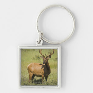 USA, Wyoming, Yellowstone National Park, Elk Key Ring