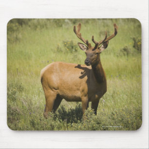 USA, Wyoming, Yellowstone National Park, Elk Mouse Pad