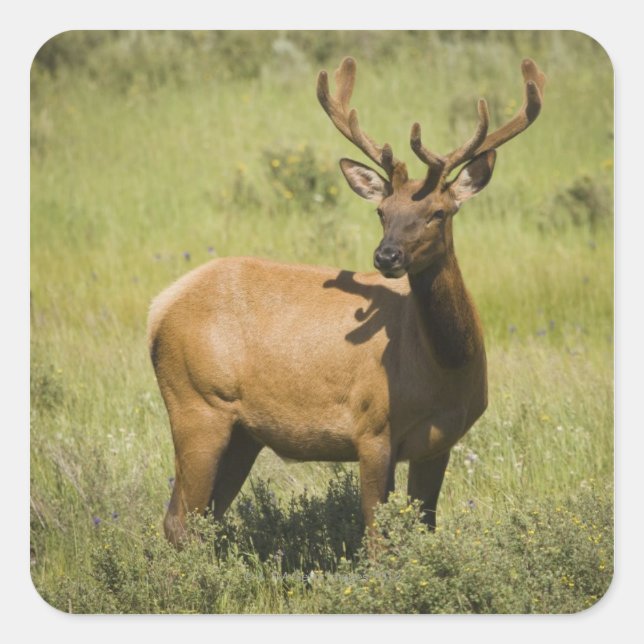 USA, Wyoming, Yellowstone National Park, Elk Square Sticker (Front)