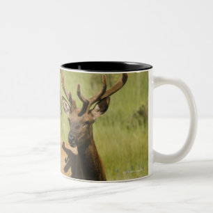 USA, Wyoming, Yellowstone National Park, Elk Two-Tone Coffee Mug
