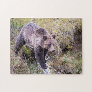 USA, Wyoming, Yellowstone National Park, Grizzly 1 Jigsaw Puzzle