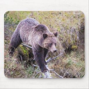 USA, Wyoming, Yellowstone National Park, Grizzly 1 Mouse Pad