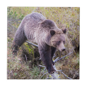 USA, Wyoming, Yellowstone National Park, Grizzly 1 Tile
