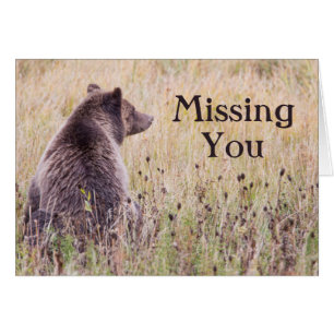 USA, Wyoming, Yellowstone National Park, Grizzly 2