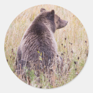 USA, Wyoming, Yellowstone National Park, Grizzly 2 Classic Round Sticker