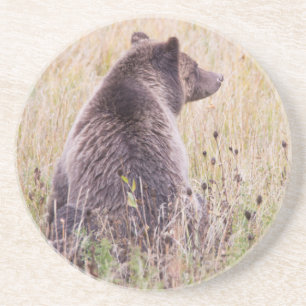 USA, Wyoming, Yellowstone National Park, Grizzly 2 Coaster