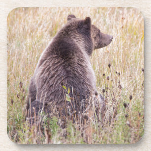 USA, Wyoming, Yellowstone National Park, Grizzly 2 Coaster