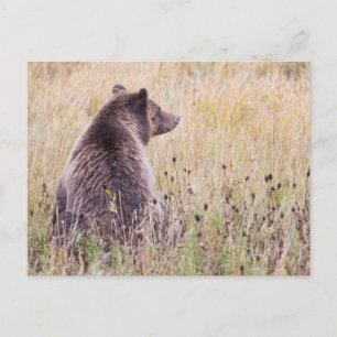 USA, Wyoming, Yellowstone National Park, Grizzly 2 Postcard