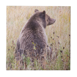 USA, Wyoming, Yellowstone National Park, Grizzly 2 Tile