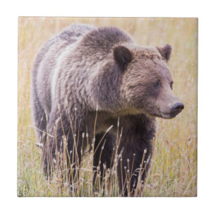 USA, Wyoming, Yellowstone National Park, Grizzly 3 Ceramic Tile