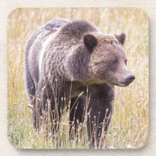 USA, Wyoming, Yellowstone National Park, Grizzly 3 Coaster