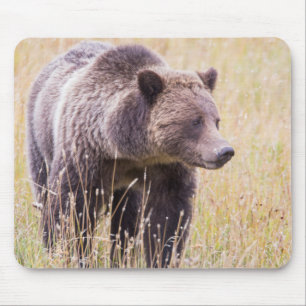 USA, Wyoming, Yellowstone National Park, Grizzly 3 Mouse Pad