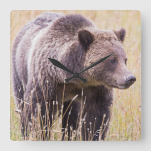 USA, Wyoming, Yellowstone National Park, Grizzly 3 Square Wall Clock