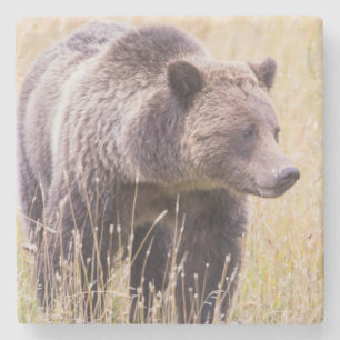 USA, Wyoming, Yellowstone National Park, Grizzly 3 Stone Coaster