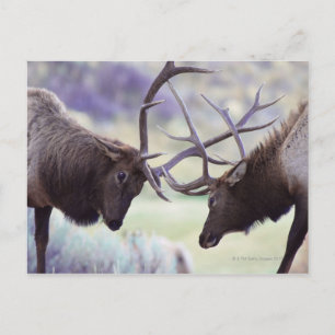 USA, Wyoming, Yellowstone National Park Postcard