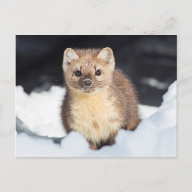 USA, Wyoming, Yellowstone National Park Postcard (Front)