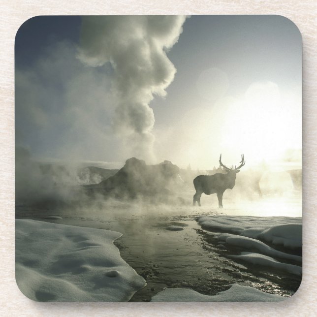 USA, Wyoming, Yellowstone National Park. Sunrise Coaster (Front)