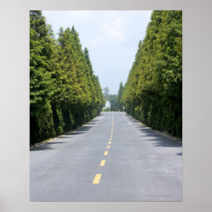 USA, Yellowstone National Park, Treelined road Poster