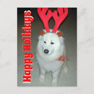 Use Your Pet Photo Christmas Postcard