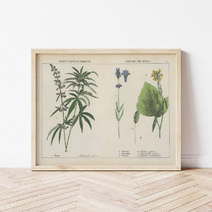 Useful Plants   Charlotte Mary Yonge Poster