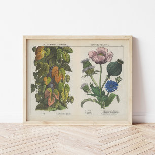 Useful Plants   Charlotte Mary Yonge Poster