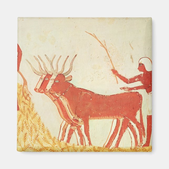 Using cows to trample wheat magnet (Front)