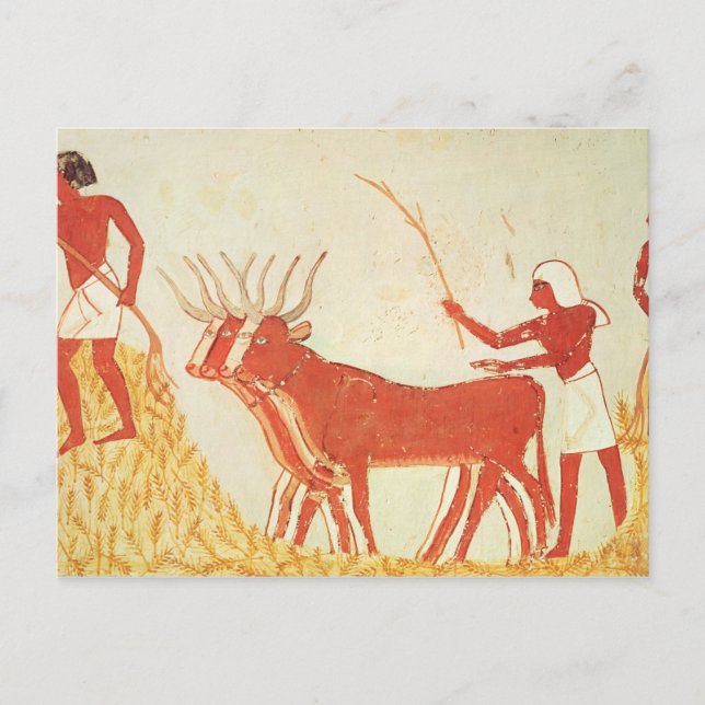 Using cows to trample wheat postcard (Front)
