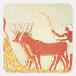 Using cows to trample wheat square sticker