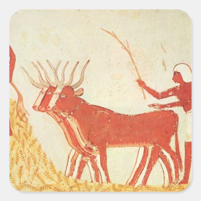 Using cows to trample wheat square sticker (Front)