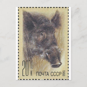 USSR ~ Stamp Russian Wild Boar Postcard