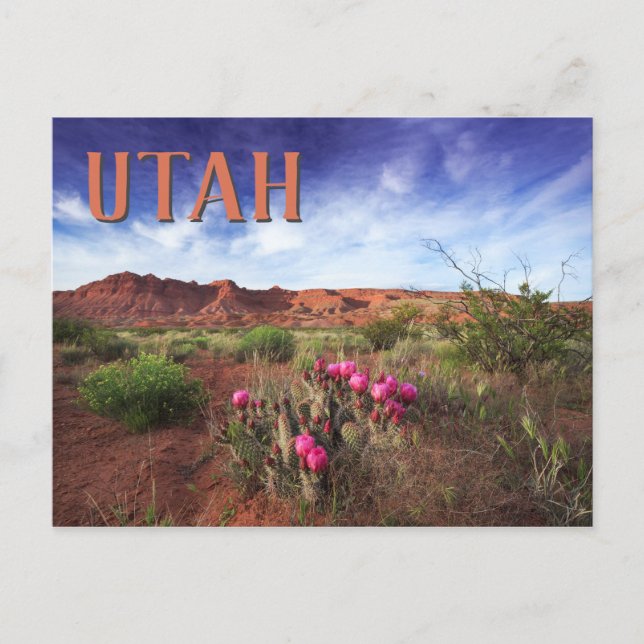 Utah Desert Spring Cactus Postcard (Front)