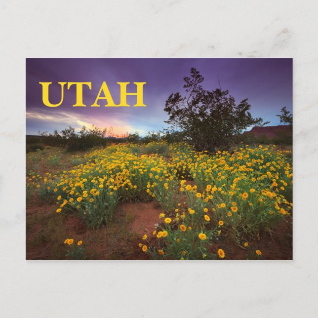 Utah Desert Wildflowers Postcard (Front)