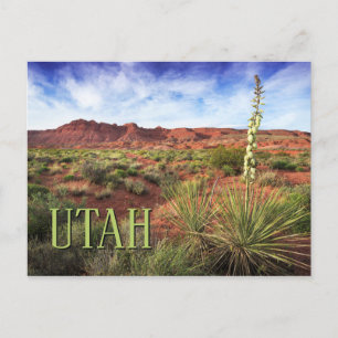 Utah Desert Yucca Postcard