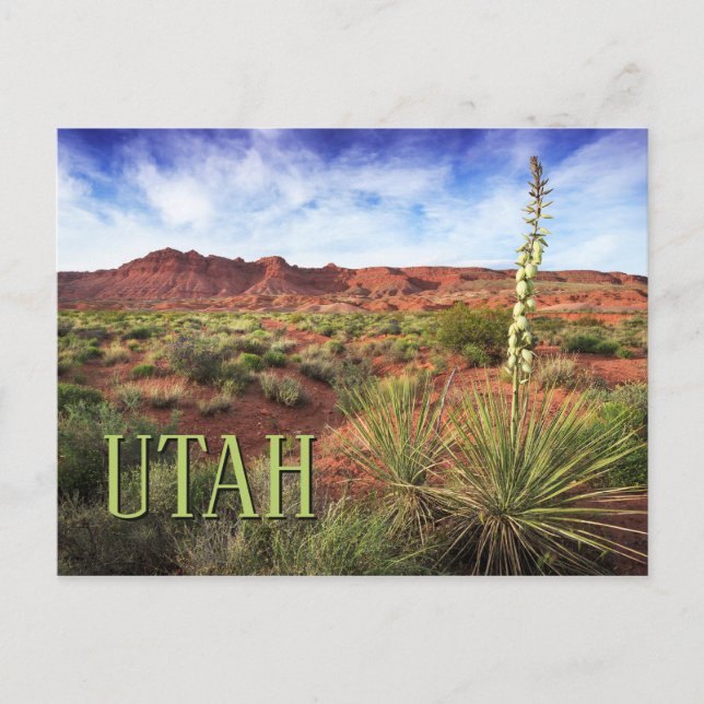 Utah Desert Yucca Postcard (Front)