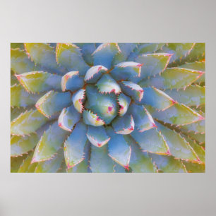 Utah, Dixie National Forest. Close-up of yucca Poster