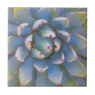 Utah, Dixie National Forest. Close-up of yucca Tile