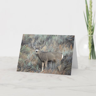 Utah mule deer buck card