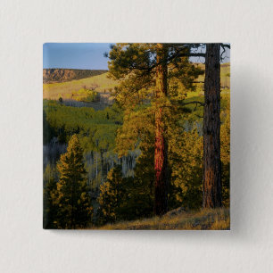 UTAH. Ponderosa pines & aspen, autumn. Sunrise, 15 Cm Square Badge