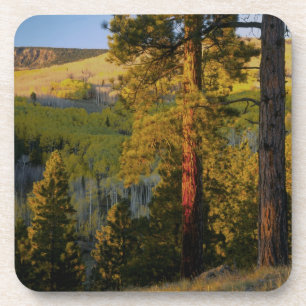 UTAH. Ponderosa pines & aspen, autumn. Sunrise, Coaster