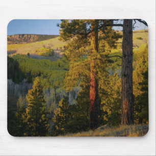 UTAH. Ponderosa pines & aspen, autumn. Sunrise, Mouse Pad
