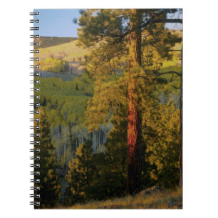 UTAH. Ponderosa pines & aspen, autumn. Sunrise, Notebook