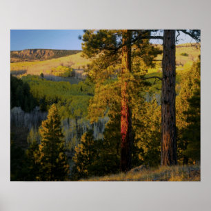 UTAH. Ponderosa pines & aspen, autumn. Sunrise, Poster