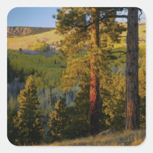 UTAH. Ponderosa pines & aspen, autumn. Sunrise, Square Sticker