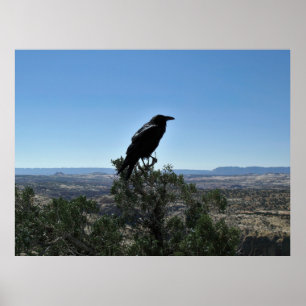 Utah Raven Poster