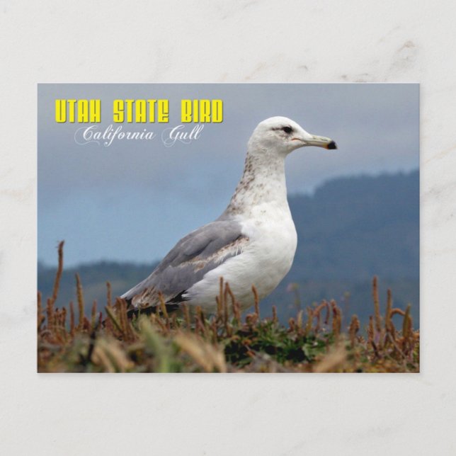 Utah State Bird - California Gull Postcard (Front)