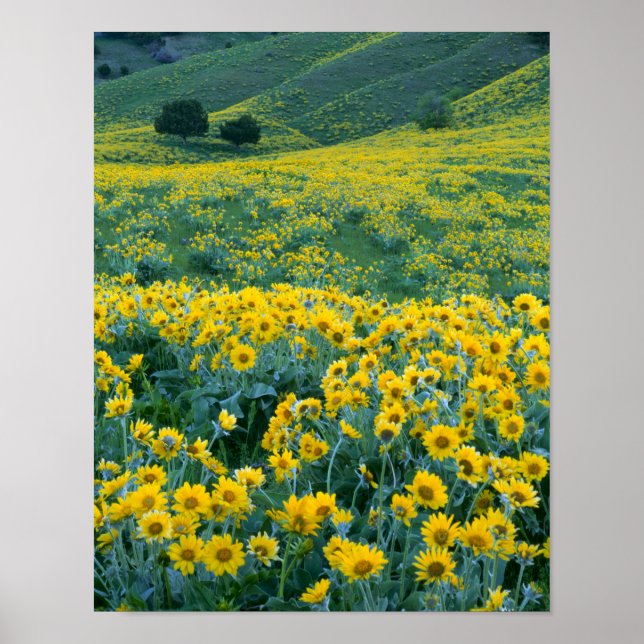 UTAH. USA. Arrowleaf balsamroot Balsamorhiza Poster (Front)