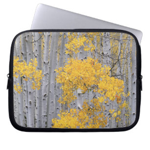 UTAH. USA. Aspen grove (Populus tremuloides) in Laptop Sleeve