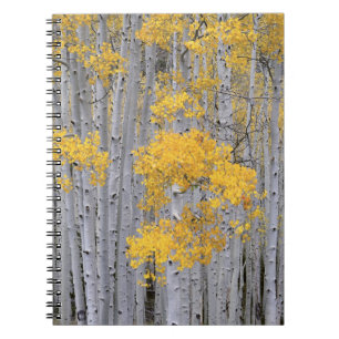 UTAH. USA. Aspen grove (Populus tremuloides) in Notebook